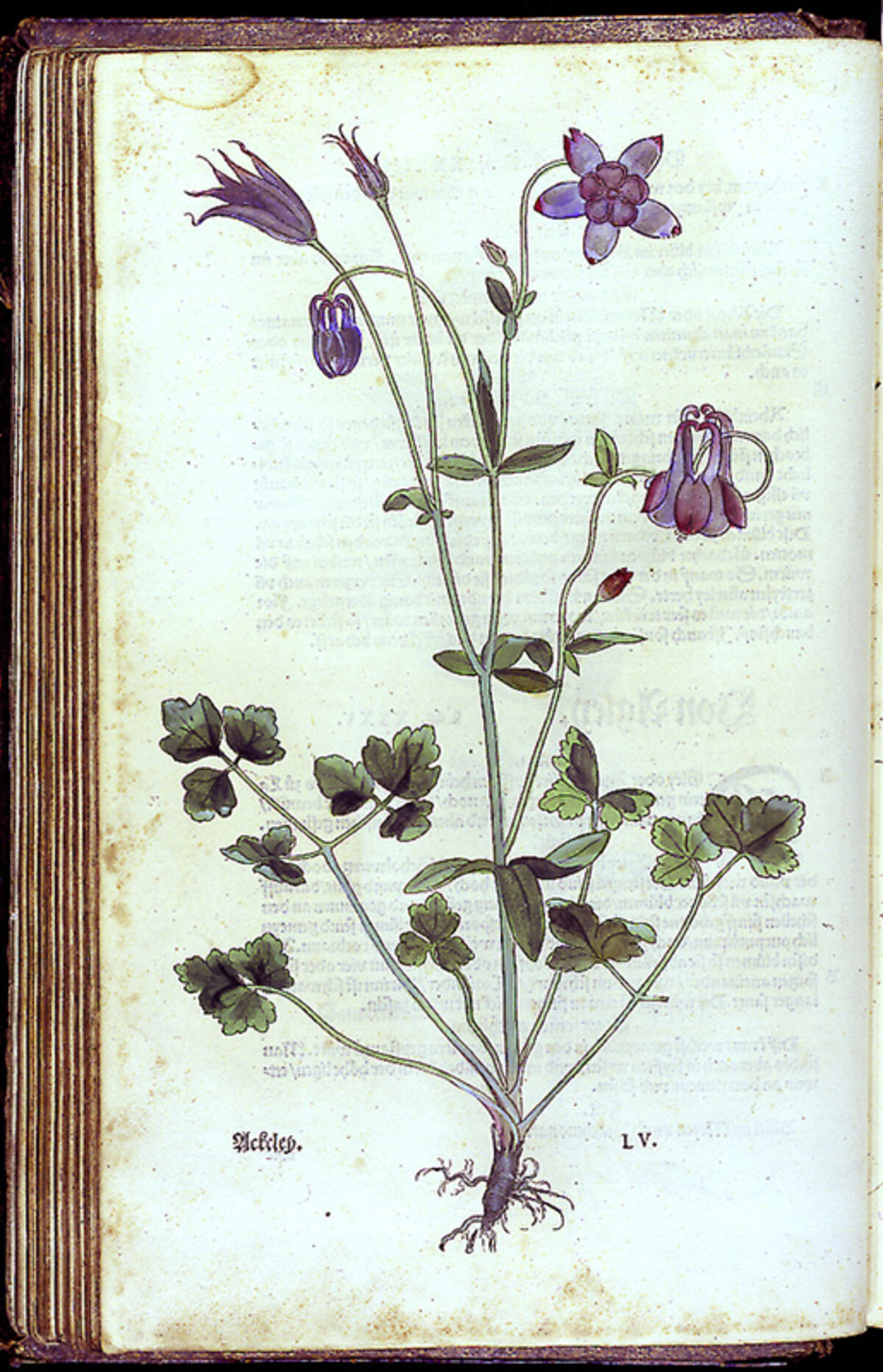 Aus dem "New Kreüterbuoch" von Leonhart Fuchs; 1542
(Stadtarchiv Heilbronn)