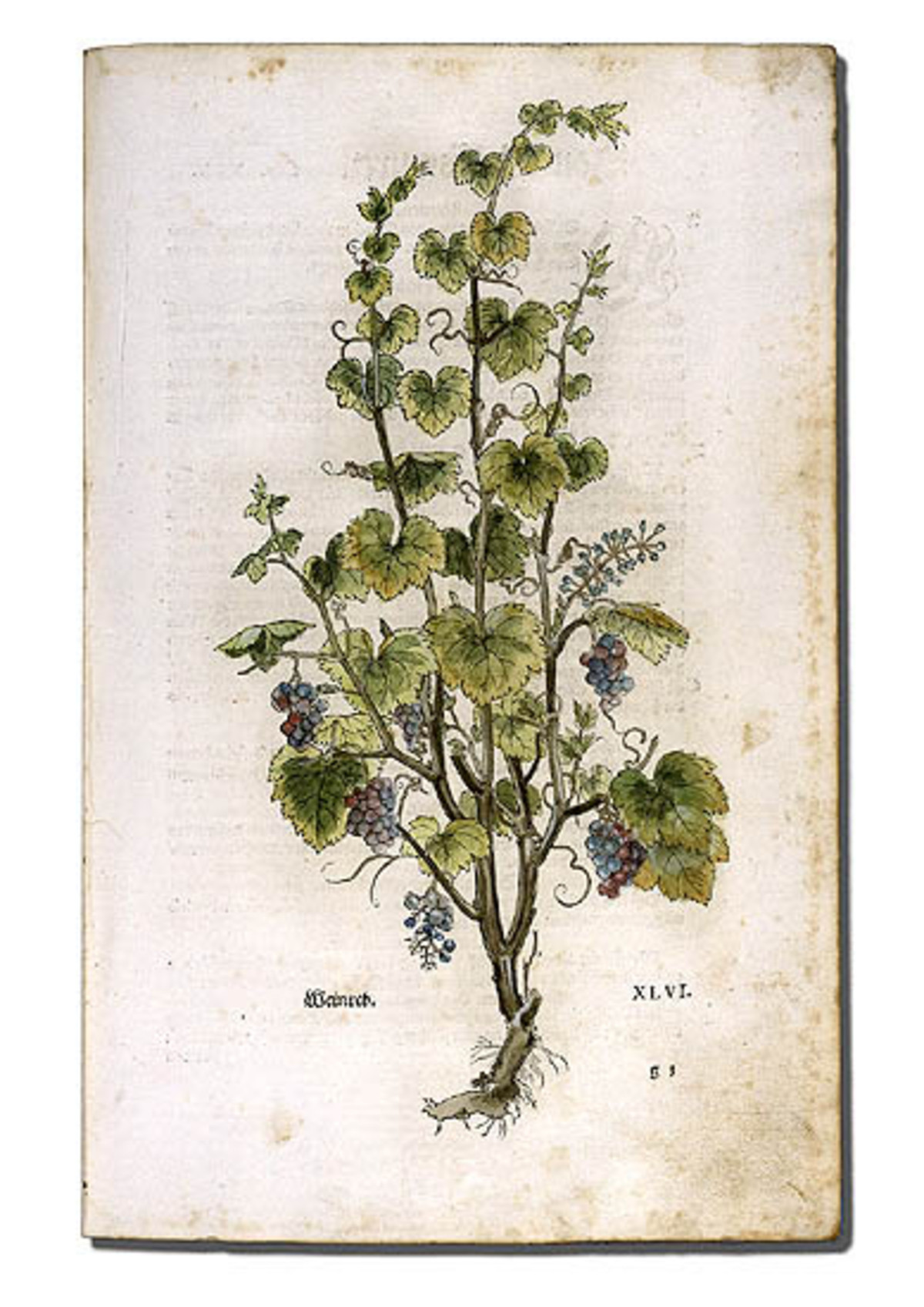 Abbildung eines Weinstocks aus dem Weinstock, aus dem "New Kreüterbuoch" von Leonhart Fuchs, 1543. Abbildung eines Weinstocks aus dem Weinstock, aus dem "New Kreüterbuoch" von Leonhart Fuchs, 1543.