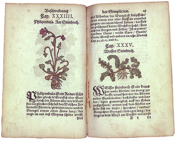 Das Kräuterbuch des Fleiner Pfarrers Jeremias Held; 1566
(Stadtarchiv Heilbronn)